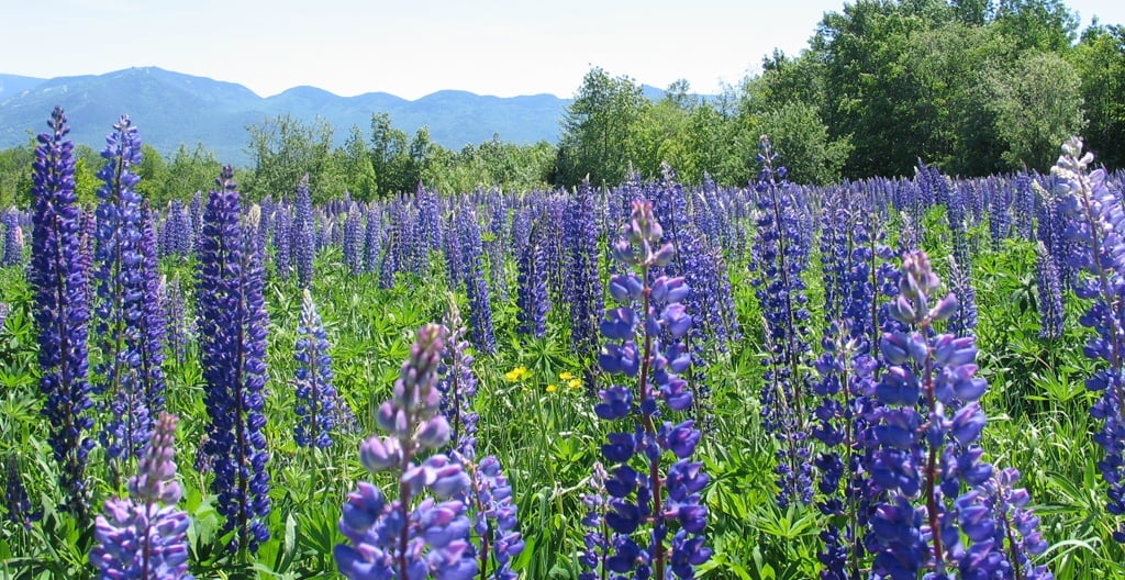 white mountains lupines